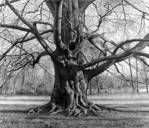 Bleistiftzeichnung Baum