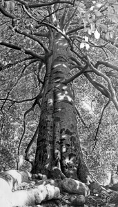 Bleistiftzeichnung Baum