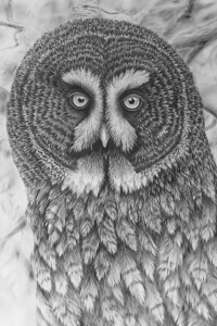 Spiegel, Bartkauz, Dibond