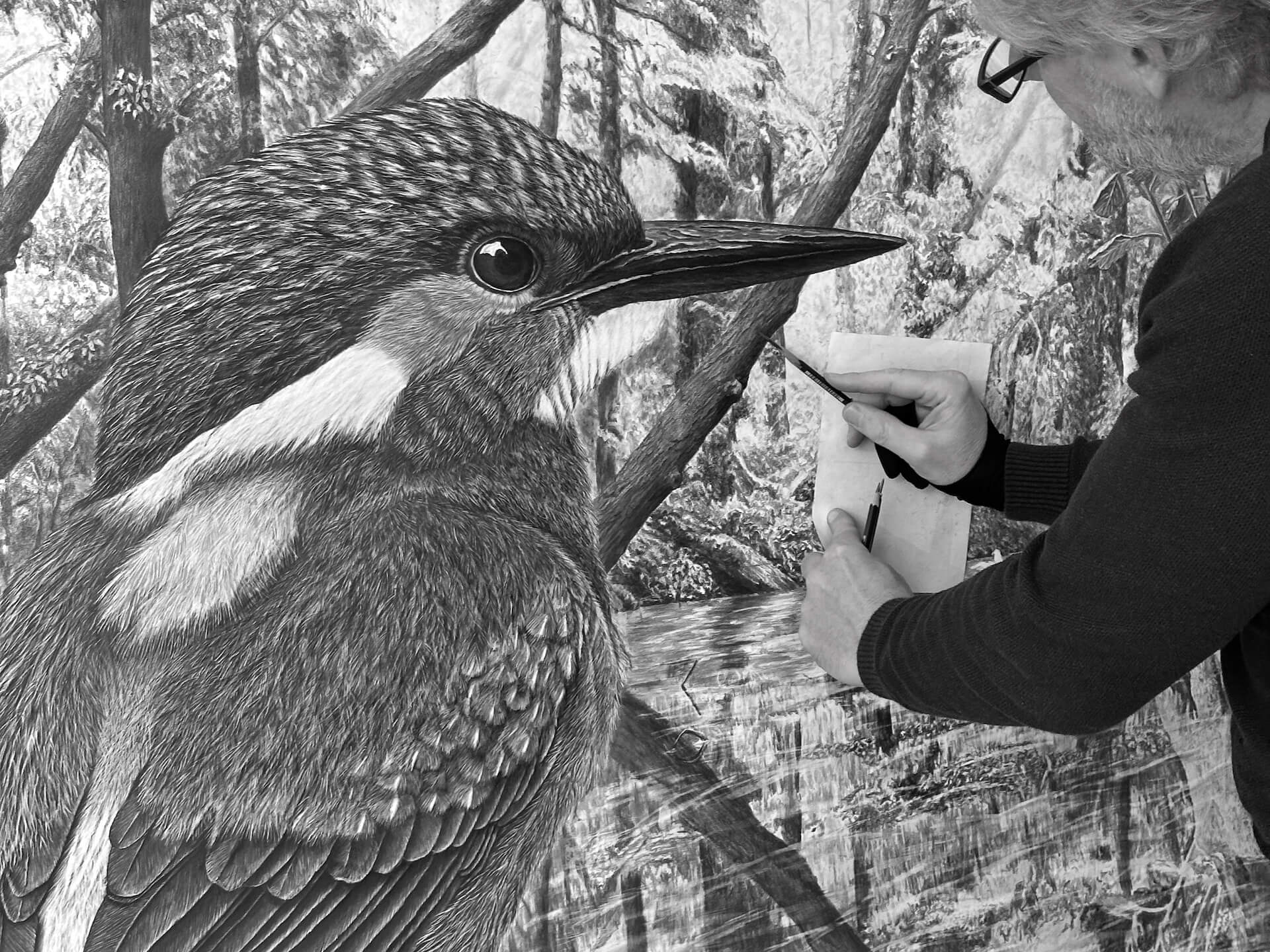 Eisvogel wird gezeichnet