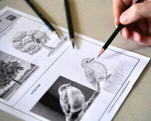 Vogel zeichnen lernen "Vom Anfänger zum Meister"