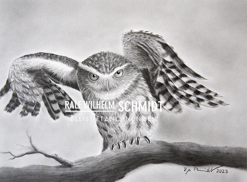 "Steinkauz II" Bleistiftzeichnung