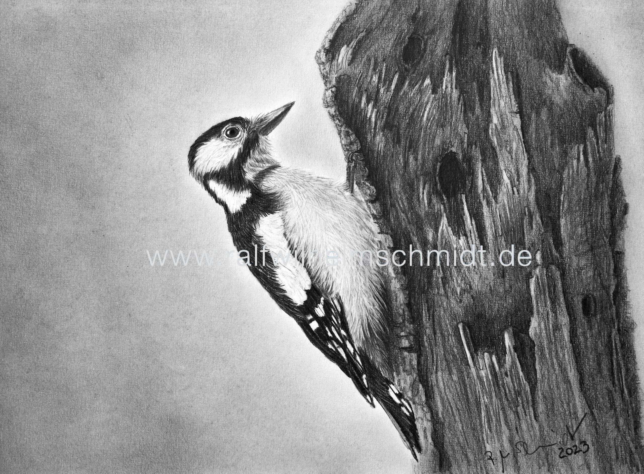 Specht, Zeichnung von Ralf Wilhelm Schmidt