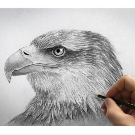 Adler zeichnen lernen-Zeichenkurs