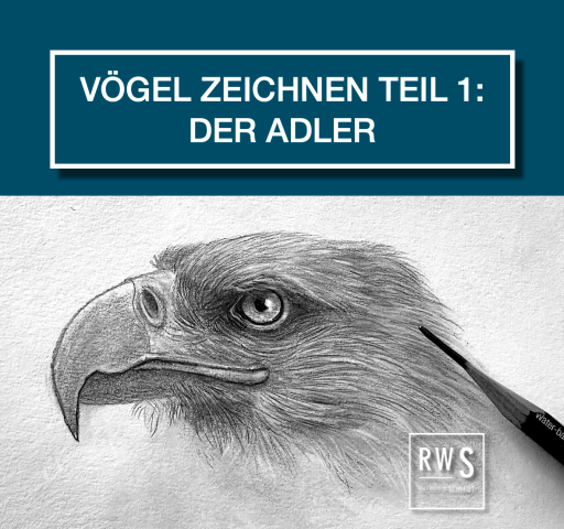 Adler realistisch zeichnen