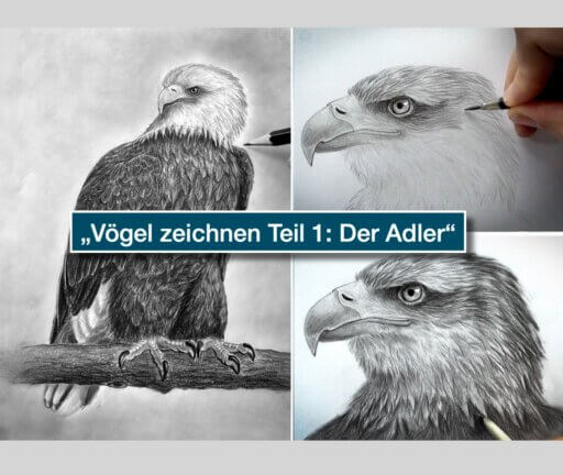Vögel zeichnen, Der Adler-Schmidts Zeichenwelt