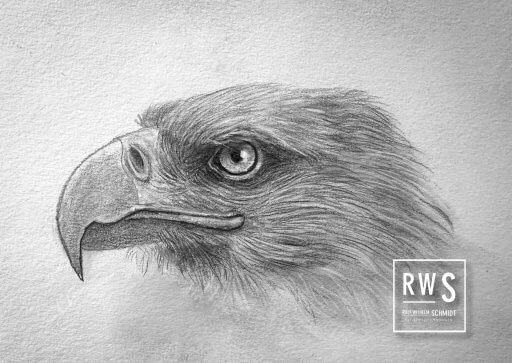 Adler zeichnen mit Ralf Wilhelm Schmidt