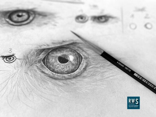 Adler zeichnen mit Bleistift