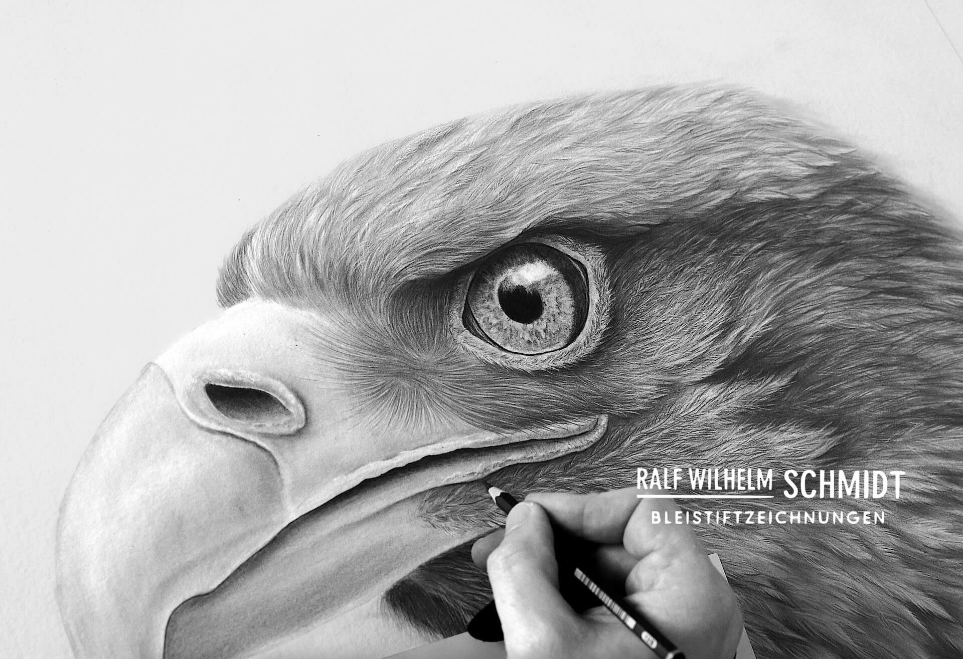 Adler zeichnen mit Ralf Wilhelm Schmidt
